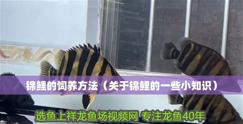 錦鯉的飼養方法（關于錦鯉的一些小知識）