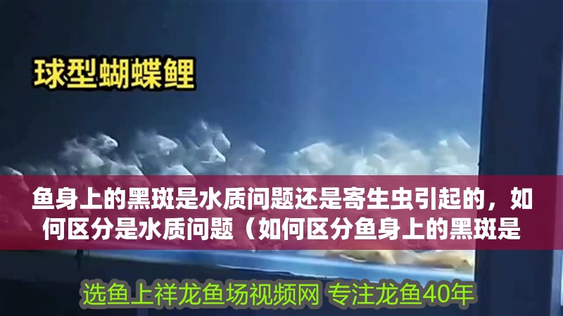 魚身上的黑斑是水質問題還是寄生蟲引起的，如何區分是水質問題（如何區分魚身上的黑斑是水質問題還是寄生蟲引起的）