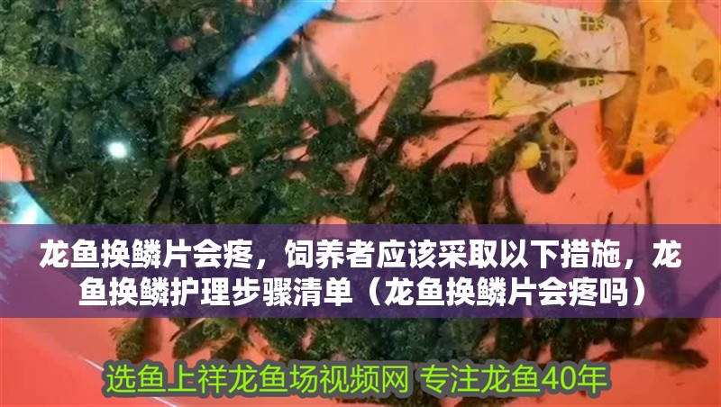 龍魚換鱗片會疼，飼養者應該采取以下措施，龍魚換鱗護理步驟清單（龍魚換鱗片會疼嗎）