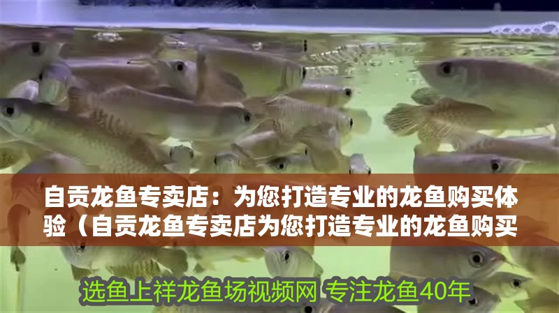 自貢龍魚專賣店：為您打造專業的龍魚購買體驗（自貢龍魚專賣店為您打造專業的龍魚購買體驗）