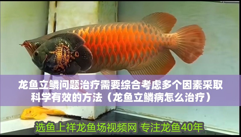 龍魚立鱗問題治療需要綜合考慮多個因素采取科學有效的方法（龍魚立鱗病怎么治療）