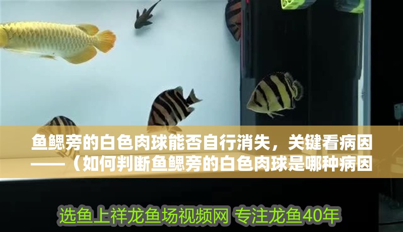 魚鰓旁的白色肉球能否自行消失，關鍵看病因——（如何判斷魚鰓旁的白色肉球是哪種病因？）