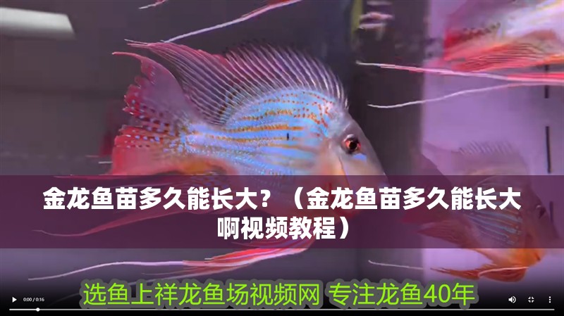 金龍魚苗多久能長(zhǎng)大？（金龍魚苗多久能長(zhǎng)大啊視頻教程）