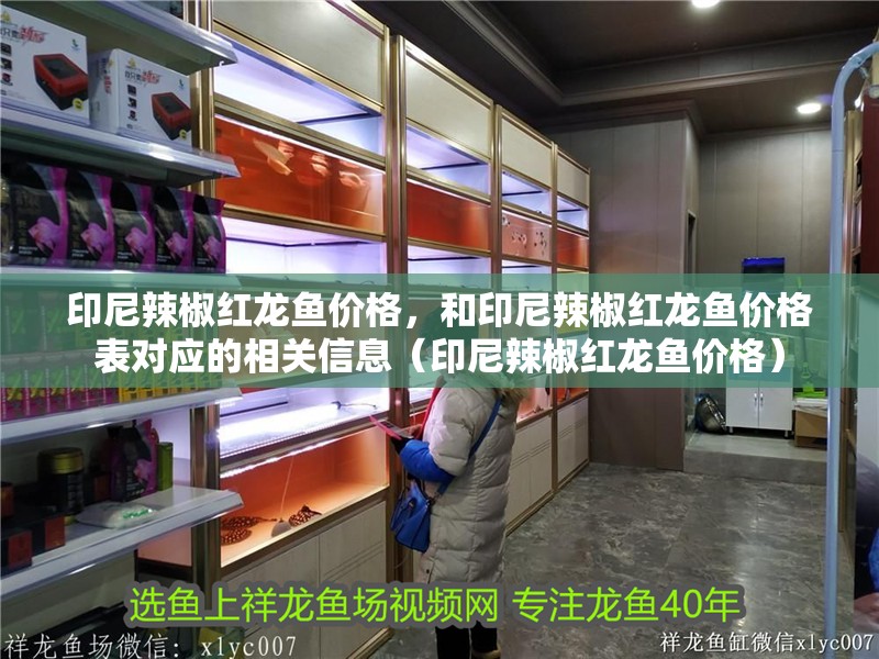 印尼辣椒紅龍魚價格，和印尼辣椒紅龍魚價格表對應的相關信息（印尼辣椒紅龍魚價格）