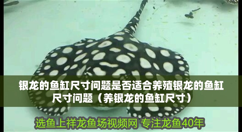 銀龍的魚缸尺寸問題是否適合養(yǎng)殖銀龍的魚缸尺寸問題（養(yǎng)銀龍的魚缸尺寸）