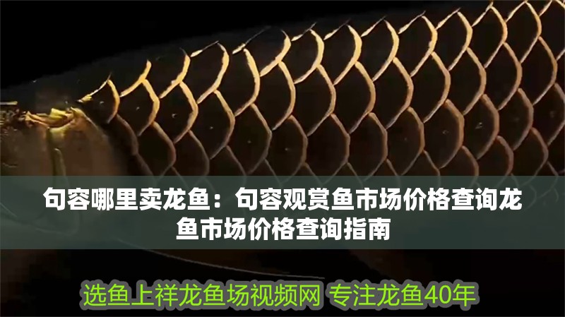 句容哪里賣龍魚：句容觀賞魚市場價格查詢龍魚市場價格查詢指南