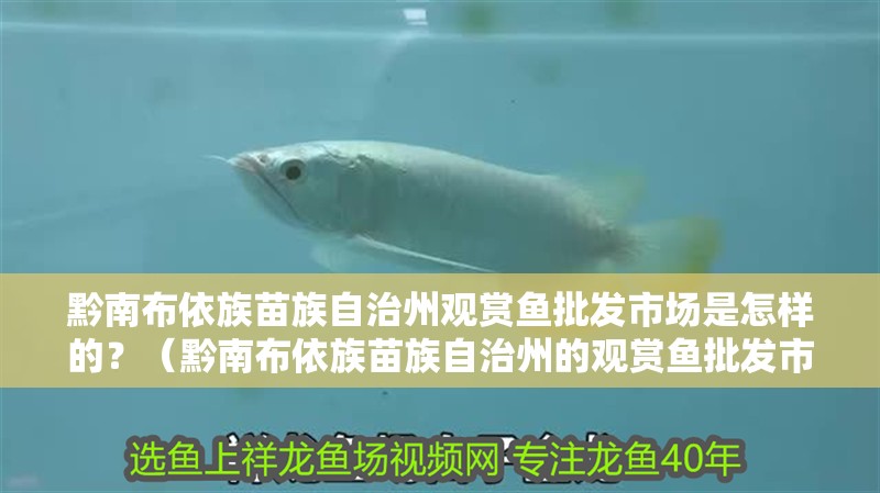 黔南布依族苗族自治州觀賞魚批發(fā)市場(chǎng)是怎樣的？（黔南布依族苗族自治州的觀賞魚批發(fā)市場(chǎng)）