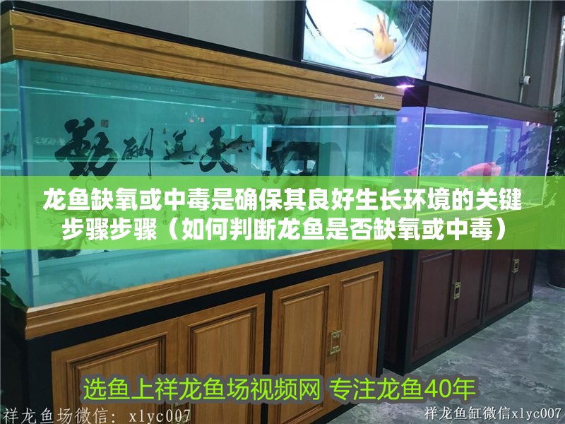 龍魚缺氧或中毒是確保其良好生長(zhǎng)環(huán)境的關(guān)鍵步驟步驟（如何判斷龍魚是否缺氧或中毒）