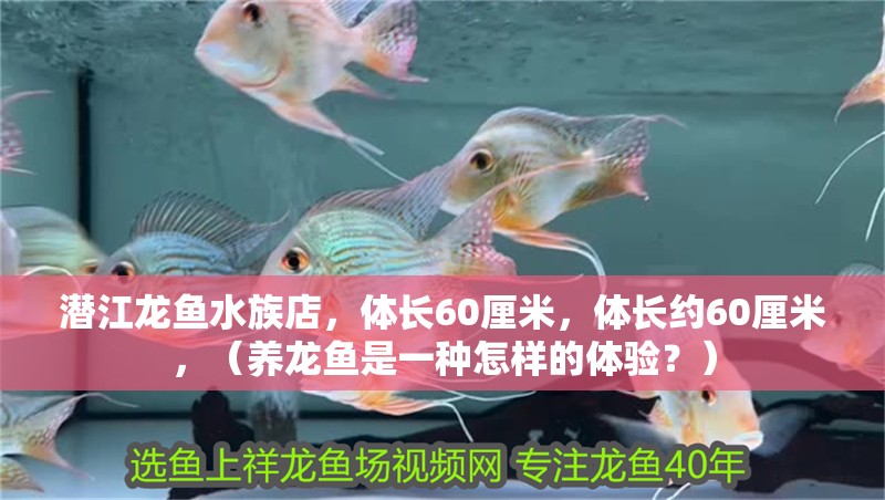 潛江龍魚水族店，體長60厘米，體長約60厘米，（養龍魚是一種怎樣的體驗？）