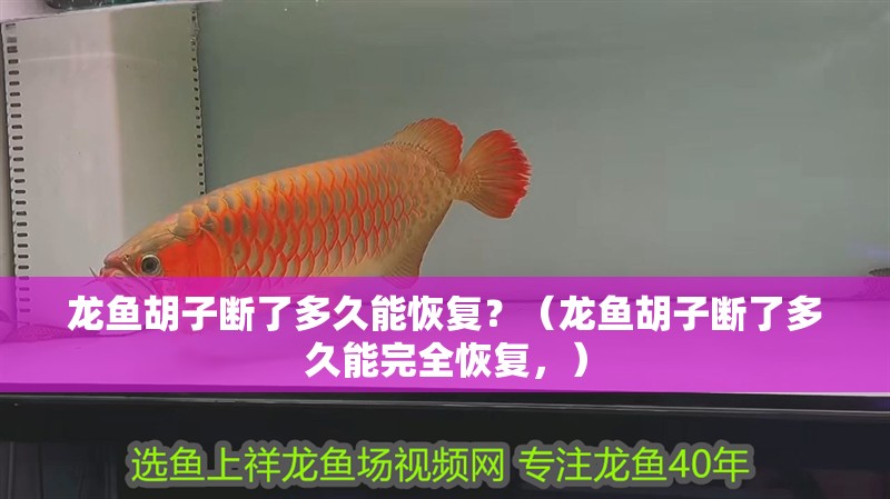 龍魚胡子斷了多久能恢復(fù)？（龍魚胡子斷了多久能完全恢復(fù)，）