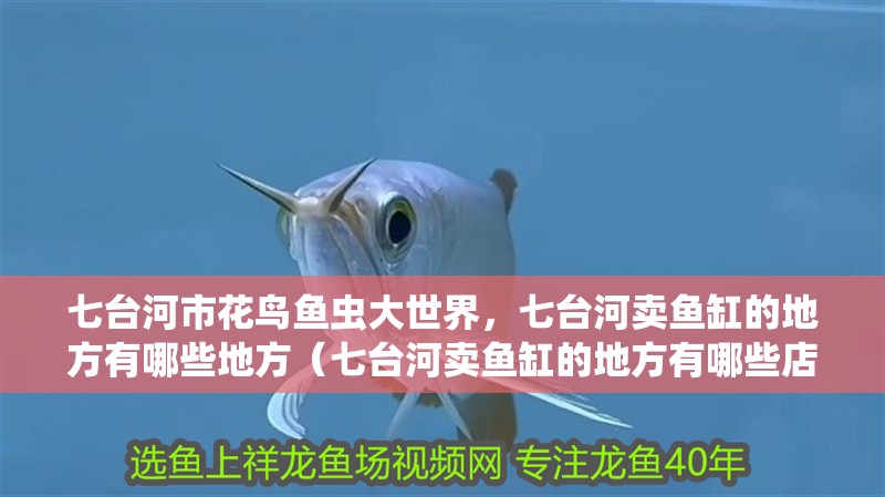 七臺河市花鳥魚蟲大世界，七臺河賣魚缸的地方有哪些地方（七臺河賣魚缸的地方有哪些店家）
