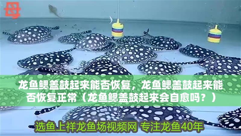 龍魚鰓蓋鼓起來能否恢復，龍魚鰓蓋鼓起來能否恢復正常（龍魚鰓蓋鼓起來會自愈嗎？）