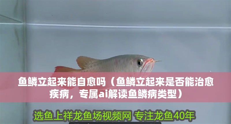 魚鱗立起來能自愈嗎（魚鱗立起來是否能治愈疾病，專屬ai解讀魚鱗病類型）