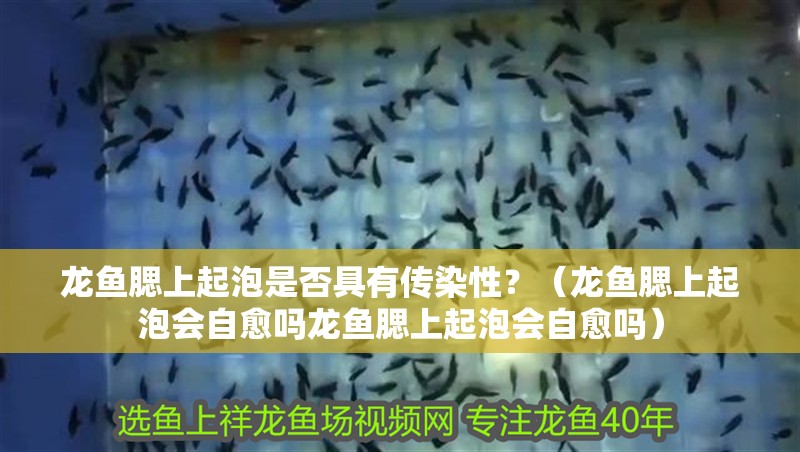 我的虎魚真菌感染了要怎么處理 龍魚腮上起泡是否具有傳染性?(龍魚腮上起泡會自愈嗎龍魚腮上起泡會自愈嗎) 龍魚百科 龍魚腮上起泡是否具有傳染性?(龍魚腮上起泡會自愈嗎龍魚腮上起泡會自愈嗎) 龍魚腮上起泡是否具有傳染性?(龍魚腮上起泡會自愈嗎龍魚腮上起泡會自愈嗎) 龍魚百科
