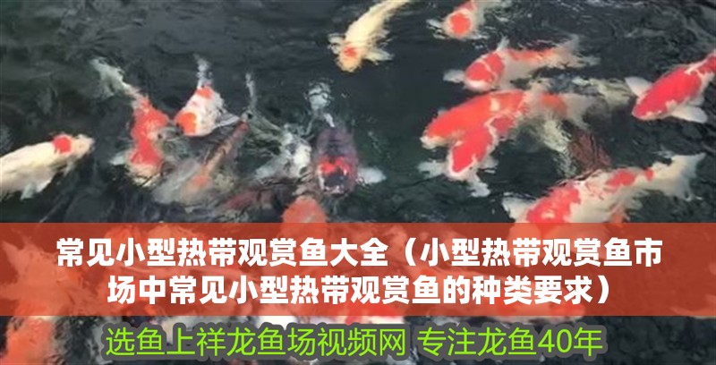 常見小型熱帶觀賞魚大全（小型熱帶觀賞魚市場中常見小型熱帶觀賞魚的種類要求）