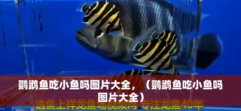 鸚鵡魚(yú)吃小魚(yú)嗎圖片大全，（鸚鵡魚(yú)吃小魚(yú)嗎圖片大全）