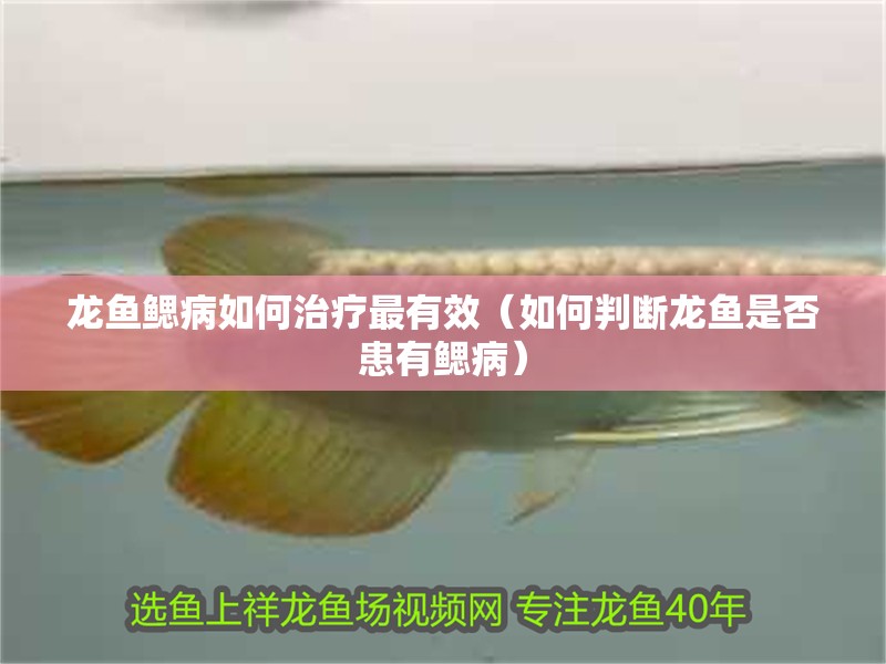 龍魚鰓病如何治療最有效（如何判斷龍魚是否患有鰓病）