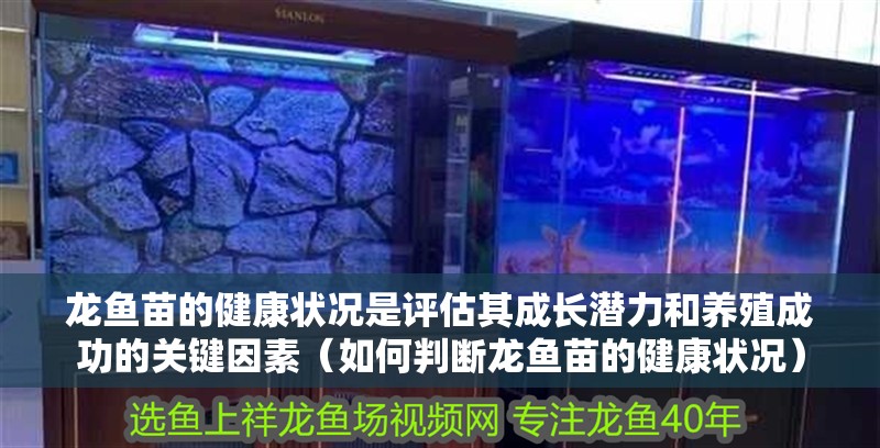 龍魚苗的健康狀況是評估其成長潛力和養殖成功的關鍵因素（如何判斷龍魚苗的健康狀況）