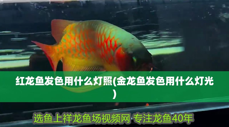 紅龍魚發色用什么燈照(金龍魚發色用什么燈光)