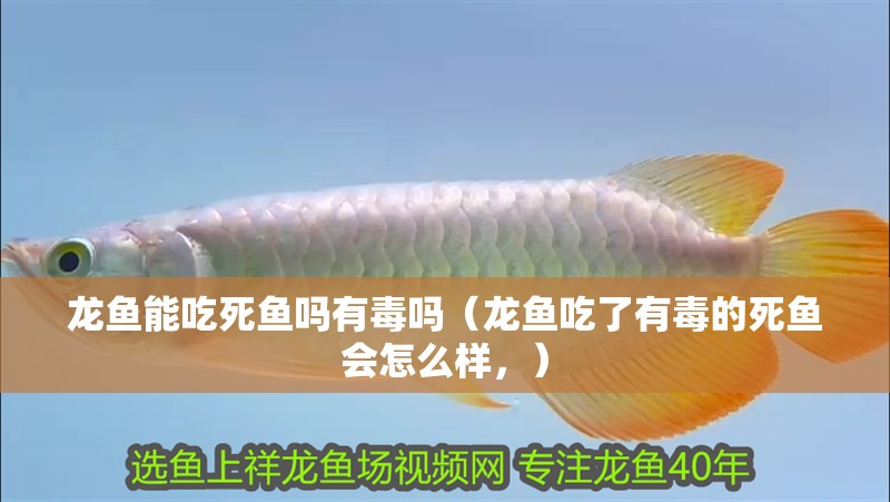 龍魚能吃死魚嗎有毒嗎（龍魚吃了有毒的死魚會怎么樣，） 龍魚能吃死魚嗎有毒嗎（龍魚吃了有毒的死魚會怎么樣，） 觀賞魚百科