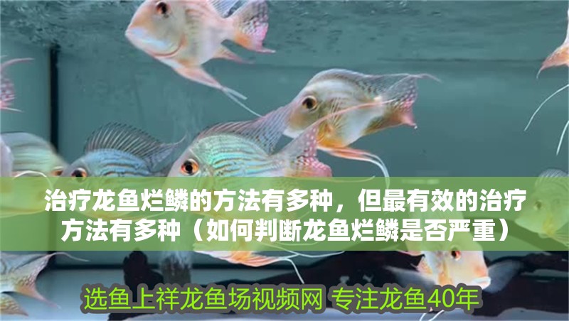 治療龍魚爛鱗的方法有多種，但最有效的治療方法有多種（如何判斷龍魚爛鱗是否嚴重）