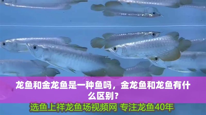 龍魚和金龍魚是一種魚嗎，金龍魚和龍魚有什么區別？