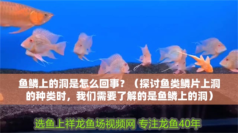 魚鱗上的洞是怎么回事？（探討魚類鱗片上洞的種類時，我們需要了解的是魚鱗上的洞）