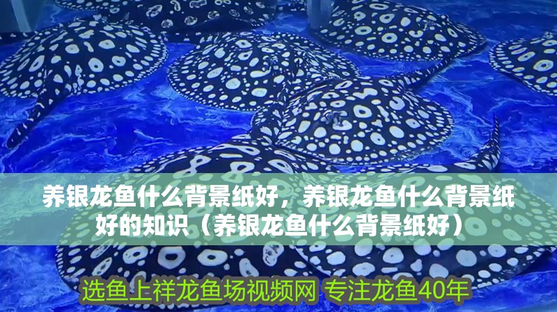 養銀龍魚什么背景紙好，養銀龍魚什么背景紙好的知識（養銀龍魚什么背景紙好）