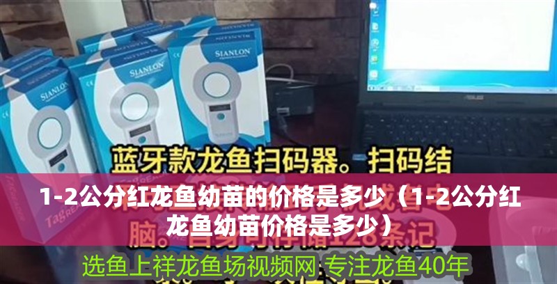 1-2公分紅龍魚幼苗的價格是多少（1-2公分紅龍魚幼苗價格是多少）