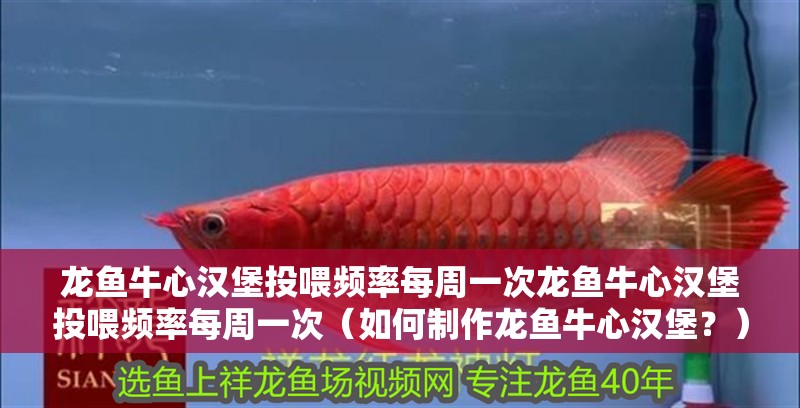 龍魚牛心漢堡投喂頻率每周一次龍魚牛心漢堡投喂頻率每周一次（如何制作龍魚牛心漢堡？）