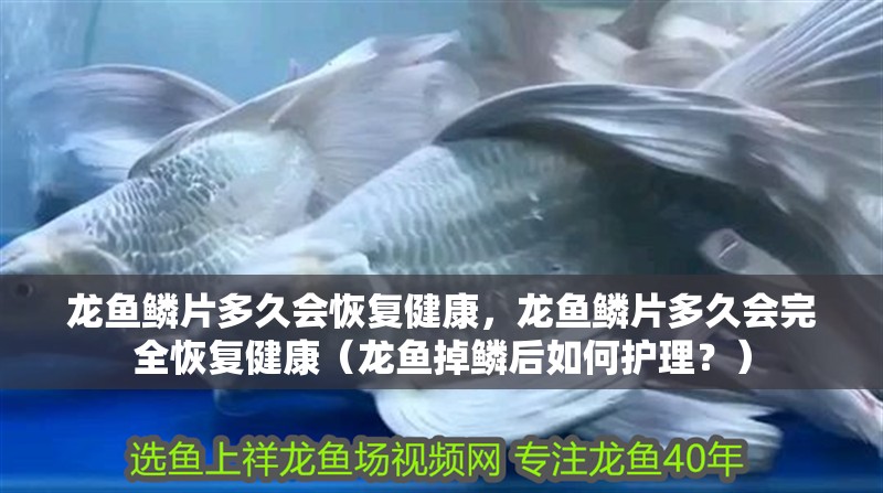 龍魚鱗片多久會恢復健康，龍魚鱗片多久會完全恢復健康（龍魚掉鱗后如何護理？）