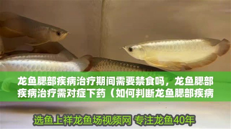 龍魚腮部疾病治療期間需要禁食嗎，龍魚腮部疾病治療需對癥下藥（如何判斷龍魚腮部疾病）