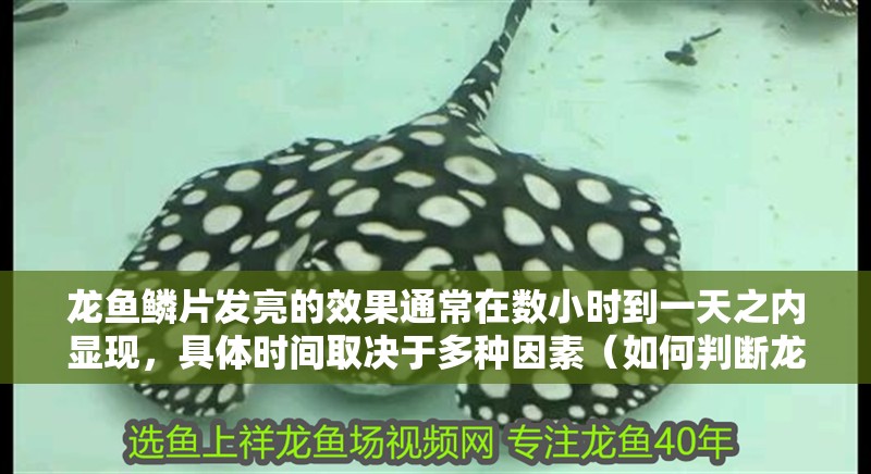 龍魚鱗片發亮的效果通常在數小時到一天之內顯現，具體時間取決于多種因素（如何判斷龍魚鱗片發亮后如何保持？）