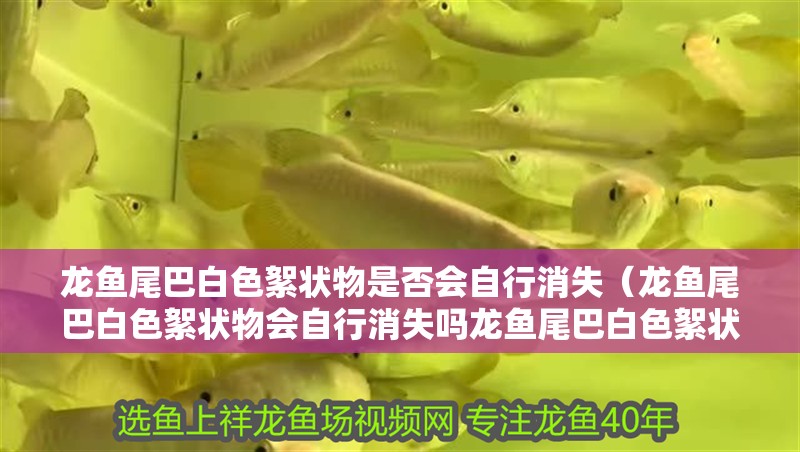 龍魚尾巴白色絮狀物是否會自行消失（龍魚尾巴白色絮狀物會自行消失嗎龍魚尾巴白色絮狀物會自行消失嗎）