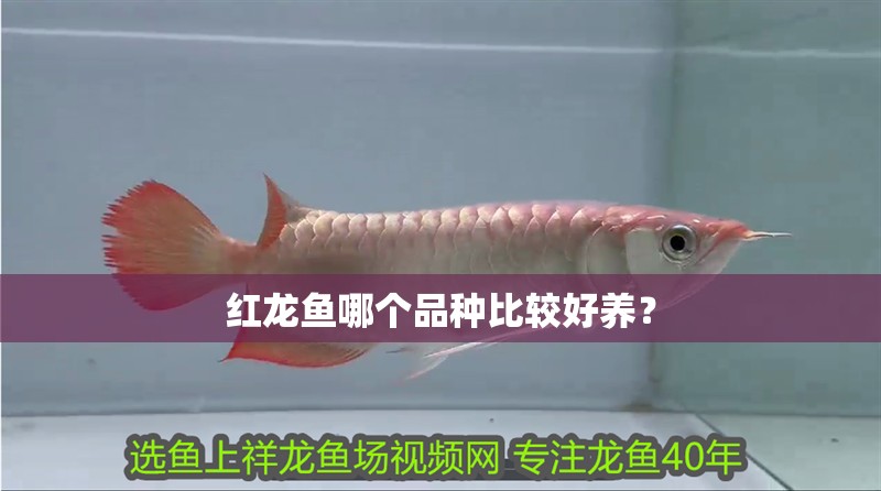 紅龍魚哪個品種比較好養？