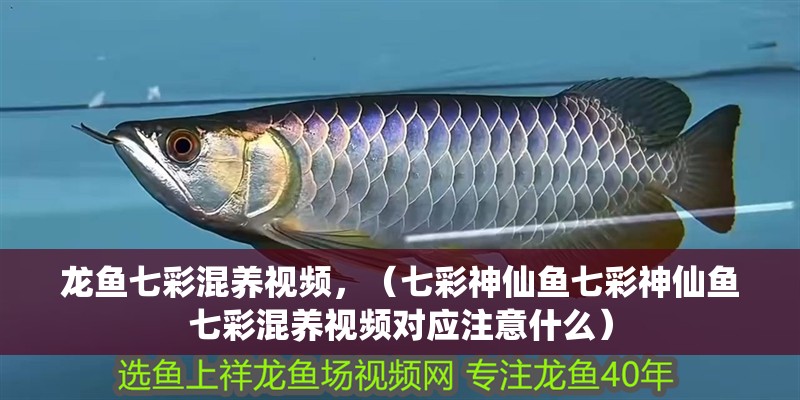 龍魚七彩混養(yǎng)視頻，（七彩神仙魚七彩神仙魚七彩混養(yǎng)視頻對應(yīng)注意什么）
