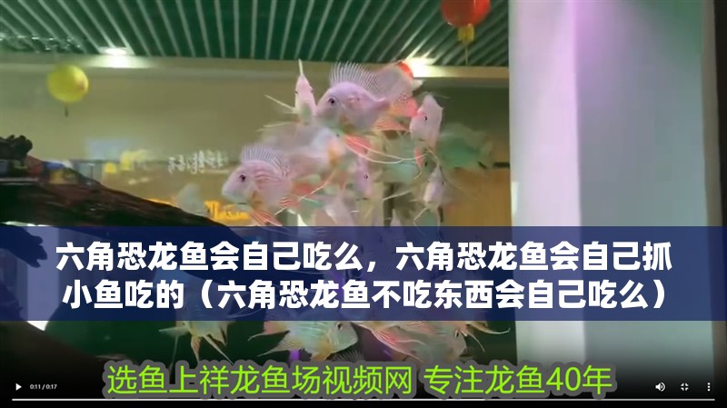六角恐龍魚會(huì)自己吃么，六角恐龍魚會(huì)自己抓小魚吃的（六角恐龍魚不吃東西會(huì)自己吃么）
