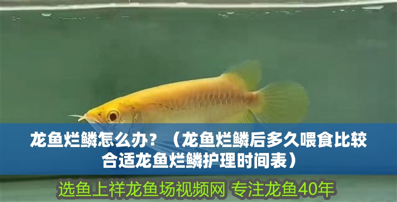 龍魚爛鱗怎么辦？（龍魚爛鱗后多久喂食比較合適龍魚爛鱗護(hù)理時間表）