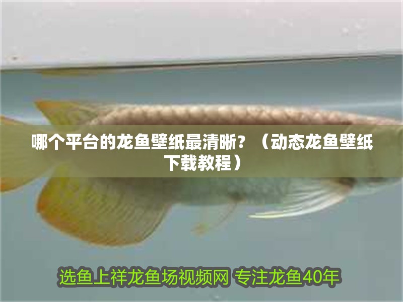 哪個平臺的龍魚壁紙最清晰？（動態龍魚壁紙下載教程）