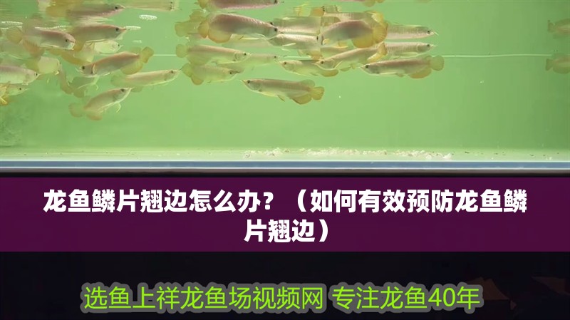 龍魚鱗片翹邊怎么辦？（如何有效預防龍魚鱗片翹邊）