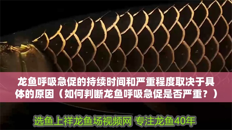 龍魚呼吸急促的持續時間和嚴重程度取決于具體的原因（如何判斷龍魚呼吸急促是否嚴重？）