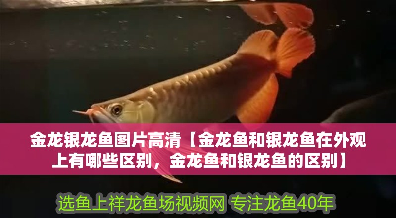 金龍銀龍魚圖片高清【金龍魚和銀龍魚在外觀上有哪些區別，金龍魚和銀龍魚的區別】