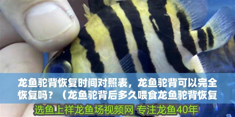 龍魚駝背恢復時間對照表，龍魚駝背可以完全恢復嗎？（龍魚駝背后多久喂食龍魚駝背恢復時間對照表）