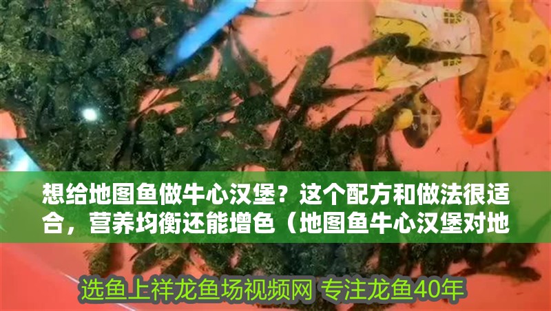 想給地圖魚做牛心漢堡？這個(gè)配方和做法很適合，營養(yǎng)均衡還能增色（地圖魚牛心漢堡對地圖魚有哪些好處地圖魚牛心漢堡多久喂一次）