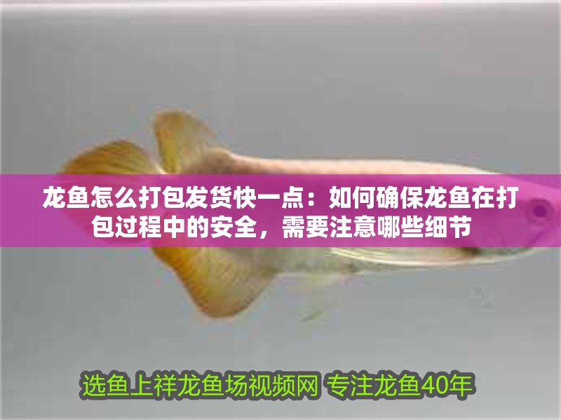 龍魚怎么打包發貨快一點：如何確保龍魚在打包過程中的安全，需要注意哪些細節