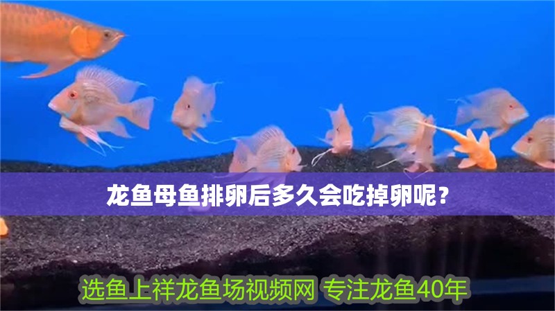 龍魚母魚排卵后多久會吃掉卵呢？