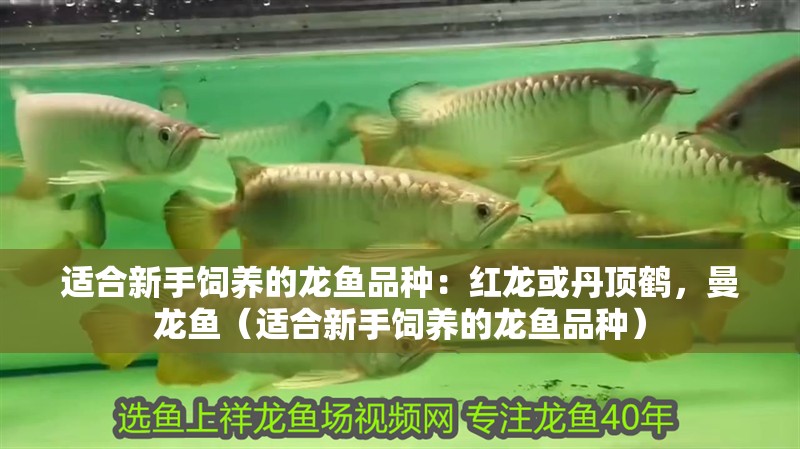 適合新手飼養(yǎng)的龍魚品種：紅龍或丹頂鶴，曼龍魚（適合新手飼養(yǎng)的龍魚品種）