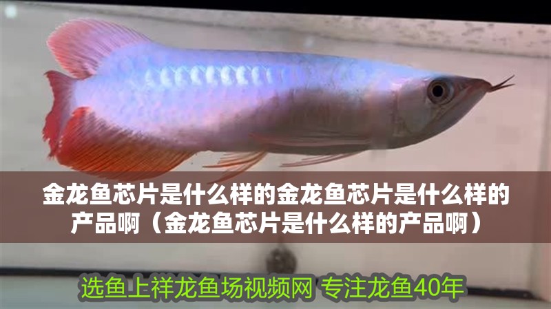 金龍魚芯片是什么樣的金龍魚芯片是什么樣的產品啊（金龍魚芯片是什么樣的產品啊）