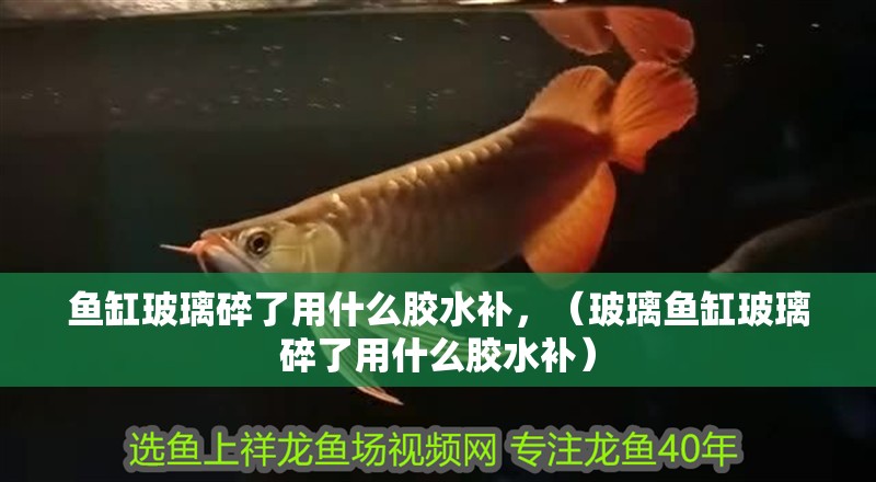 魚缸玻璃碎了用什么膠水補，（玻璃魚缸玻璃碎了用什么膠水補）