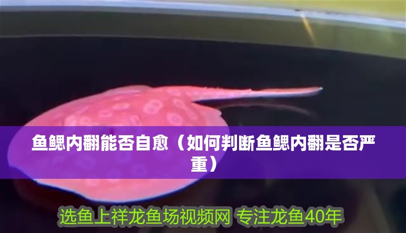 魚鰓內翻能否自愈（如何判斷魚鰓內翻是否嚴重）